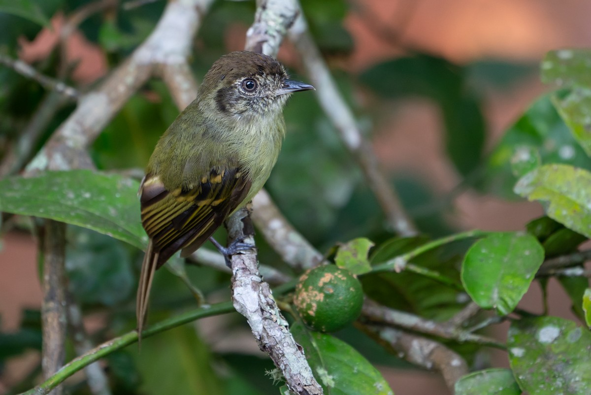 Sepia-capped Flycatcher - ML130885891