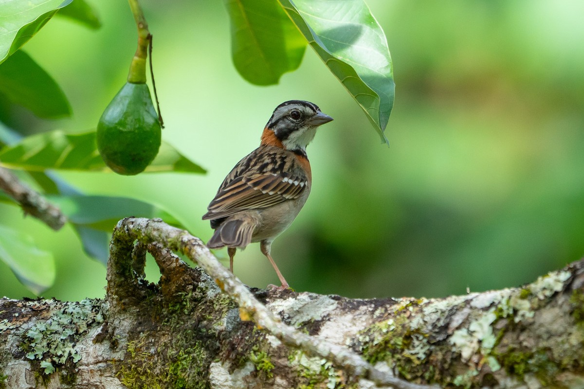 Rufous-collared Sparrow - ML130886031