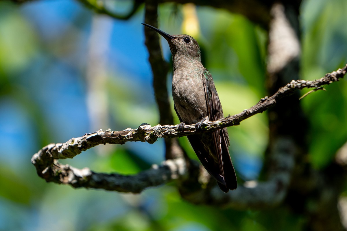 Sombre Hummingbird - Joao Quental JQuental