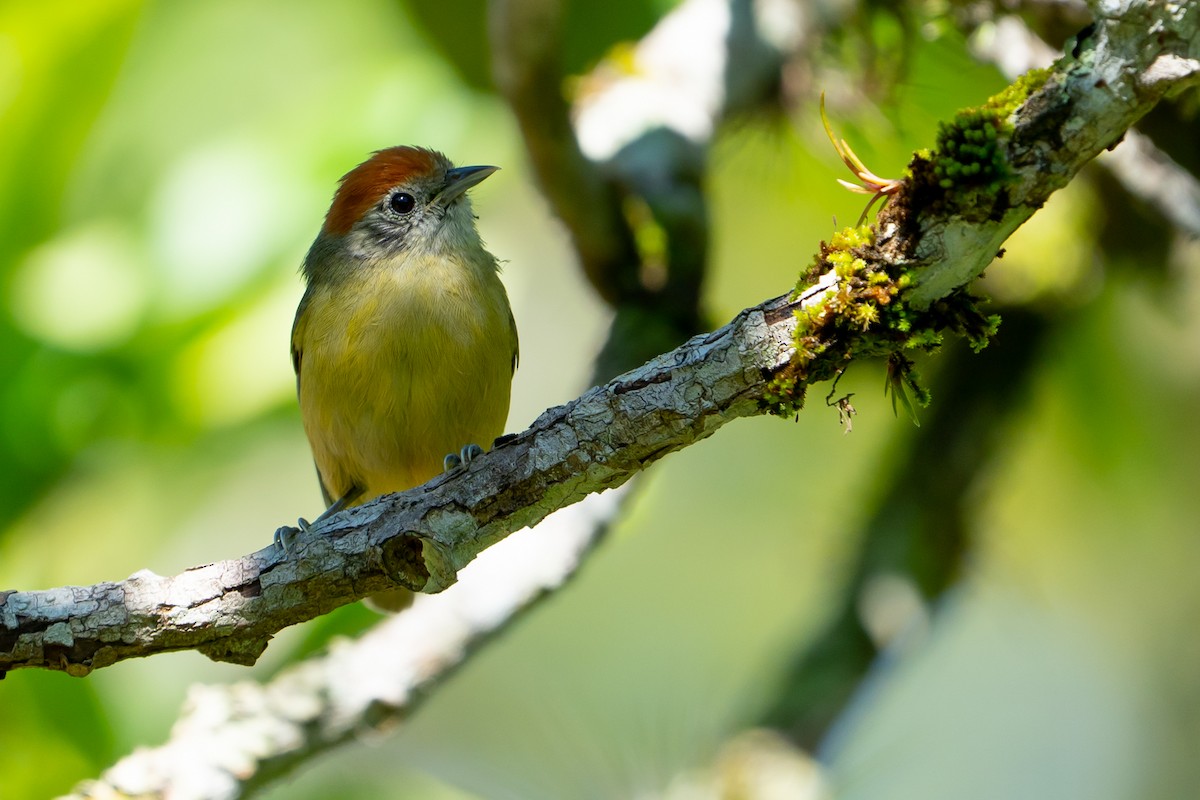 Rufous-crowned Greenlet - Joao Quental JQuental