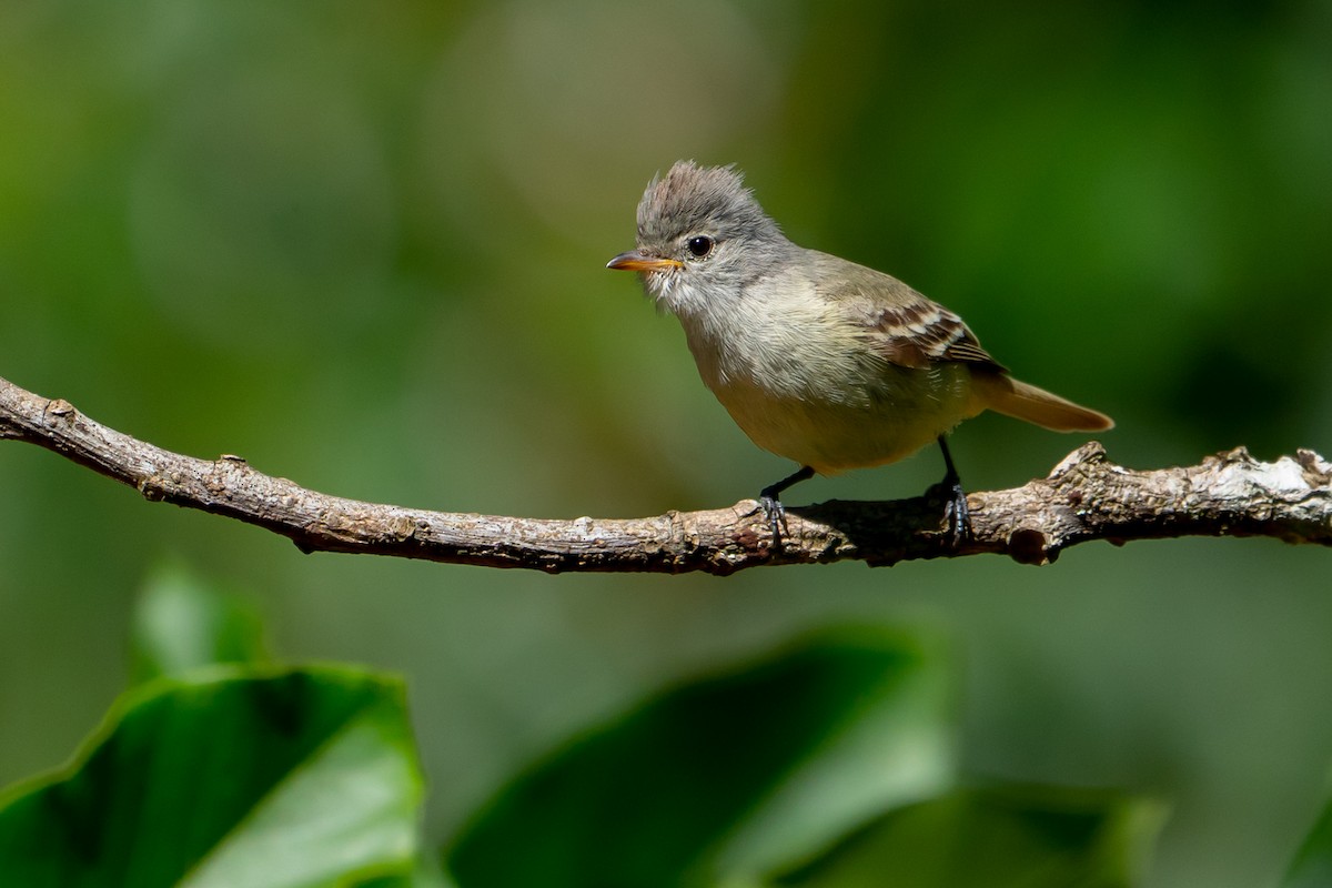 Southern Beardless-Tyrannulet - Joao Quental JQuental