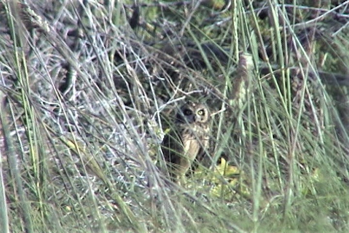 Short-eared Owl (Antillean) - Jim Stasz