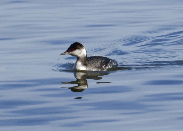 Horned Grebe - Claire  Kluskens