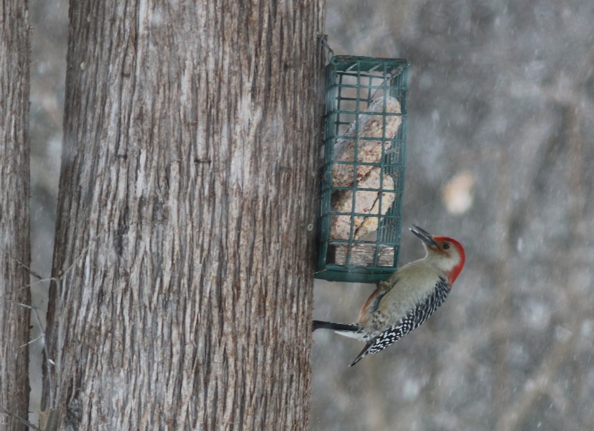 Red-bellied Woodpecker - ML130893271
