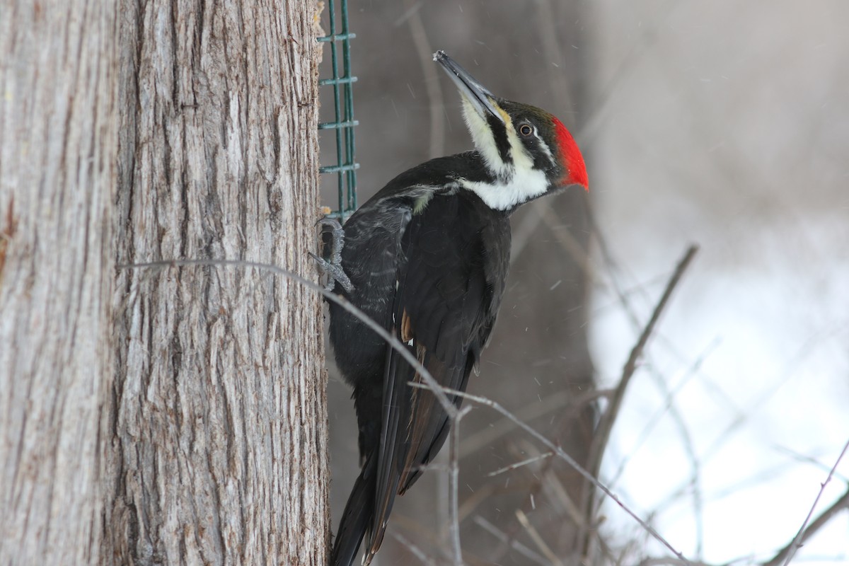 Pileated Woodpecker - ML130893341