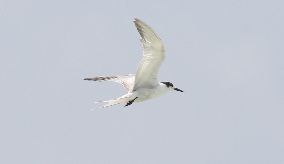 Common Tern - James Bailey 🐦