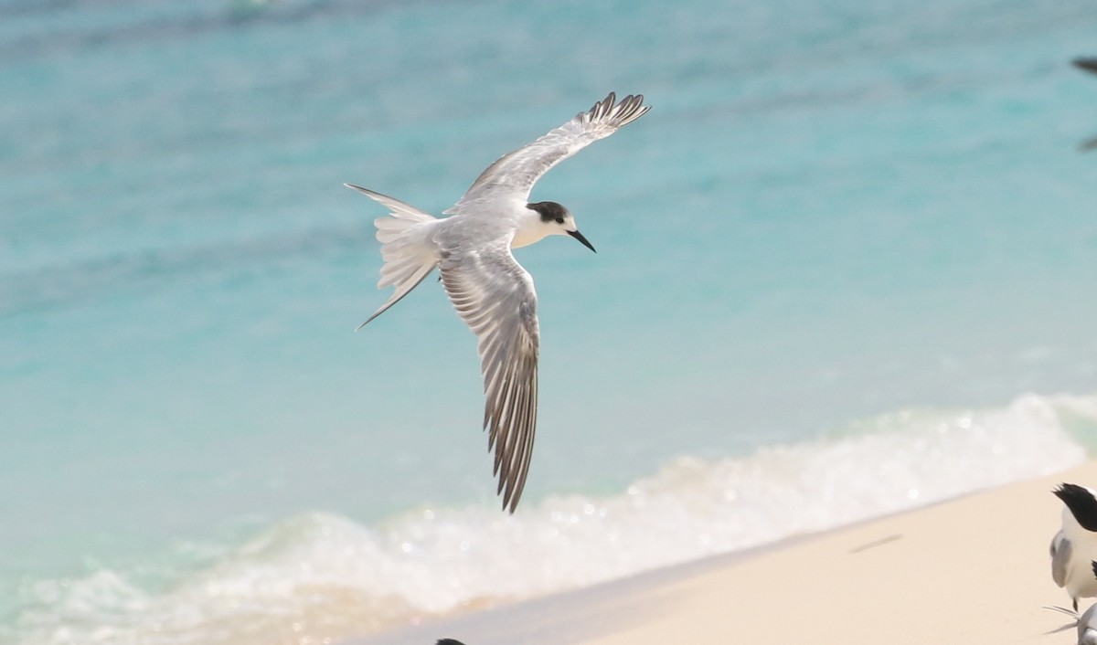 Common Tern - James Bailey 🐦