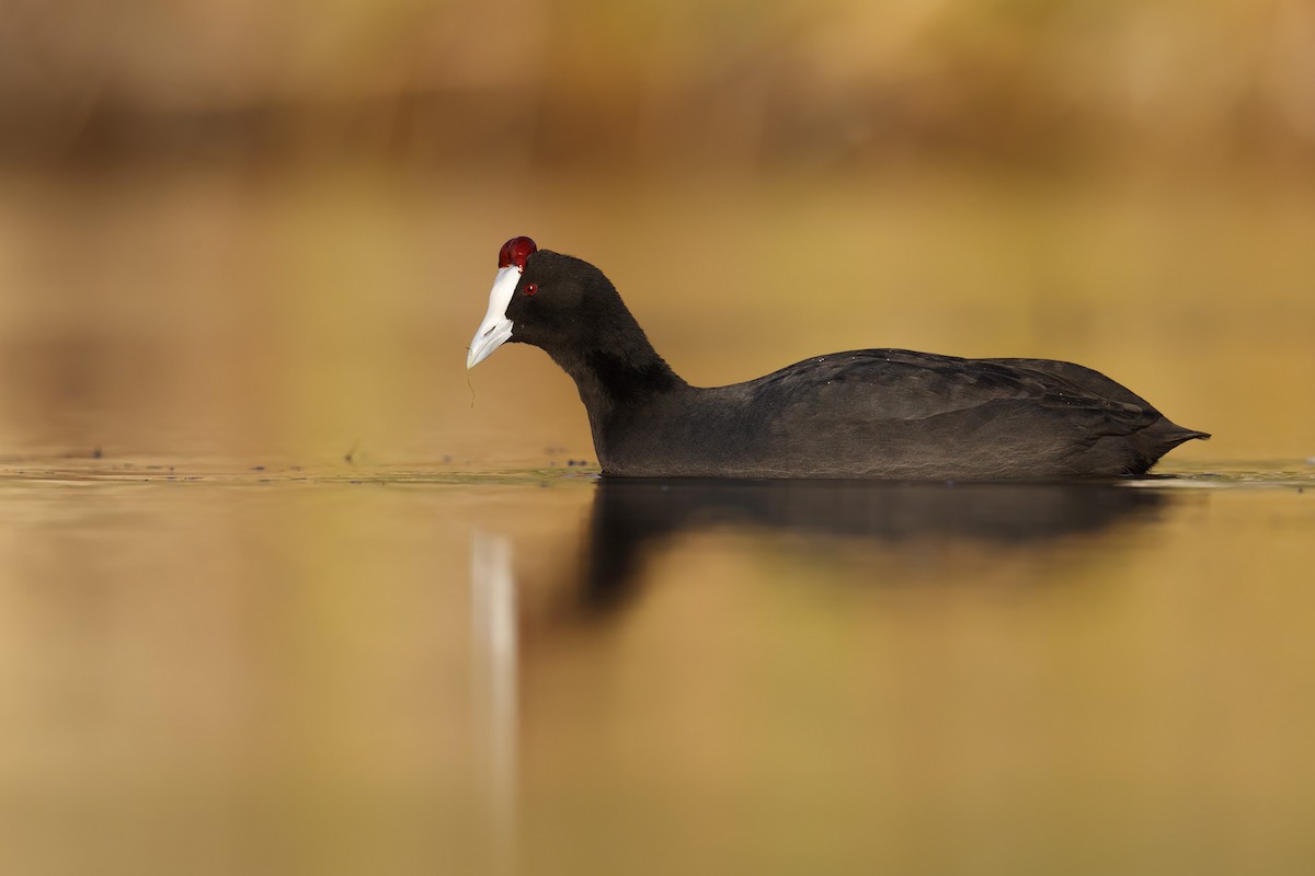 Red-knobbed Coot - ML130898231