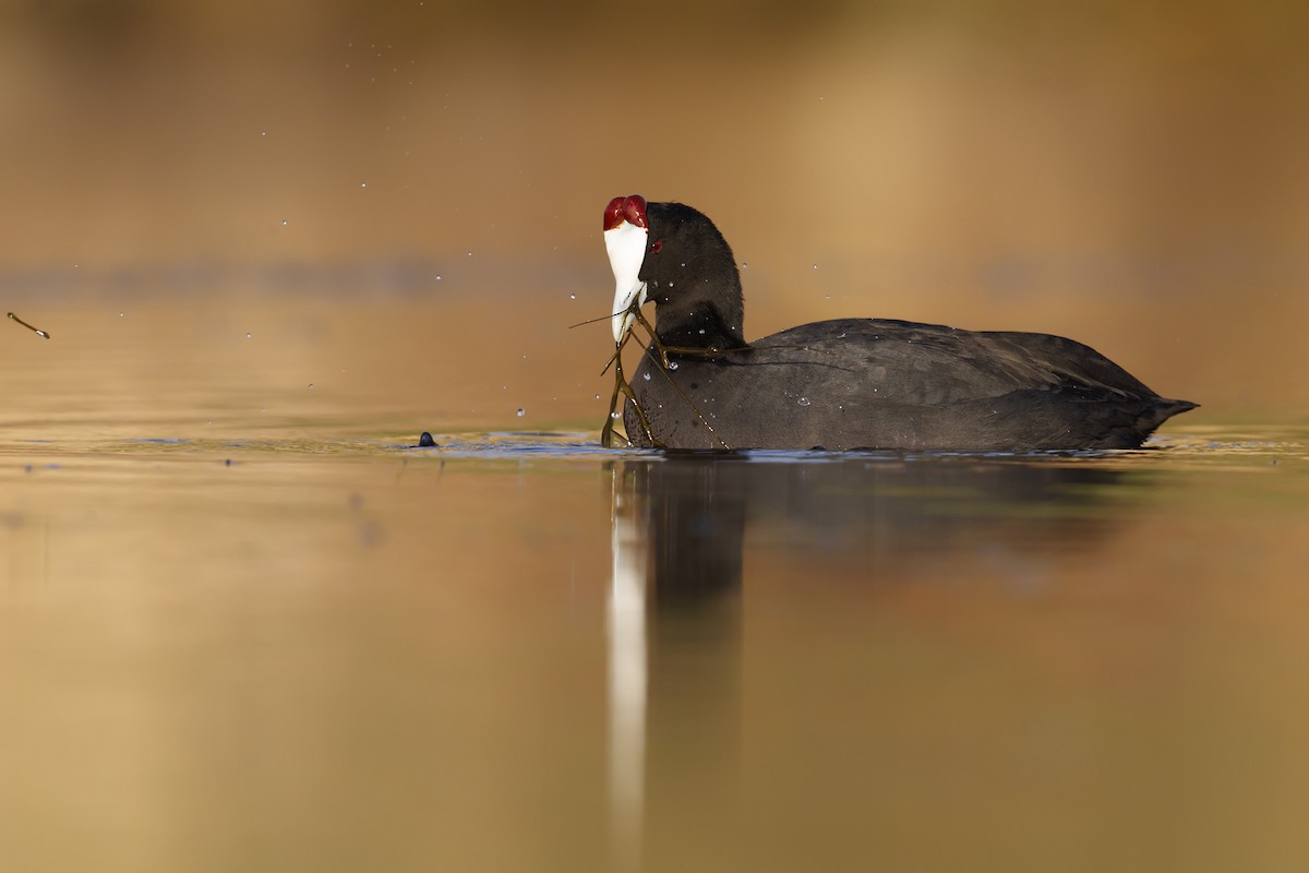 Red-knobbed Coot - ML130898241