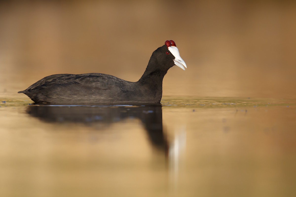 Red-knobbed Coot - ML130898251