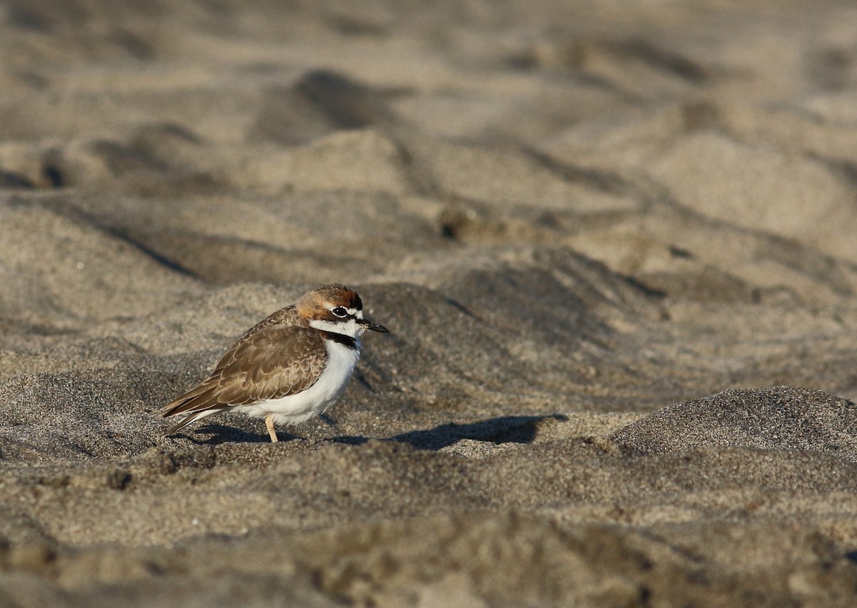 Collared Plover - ML130898491
