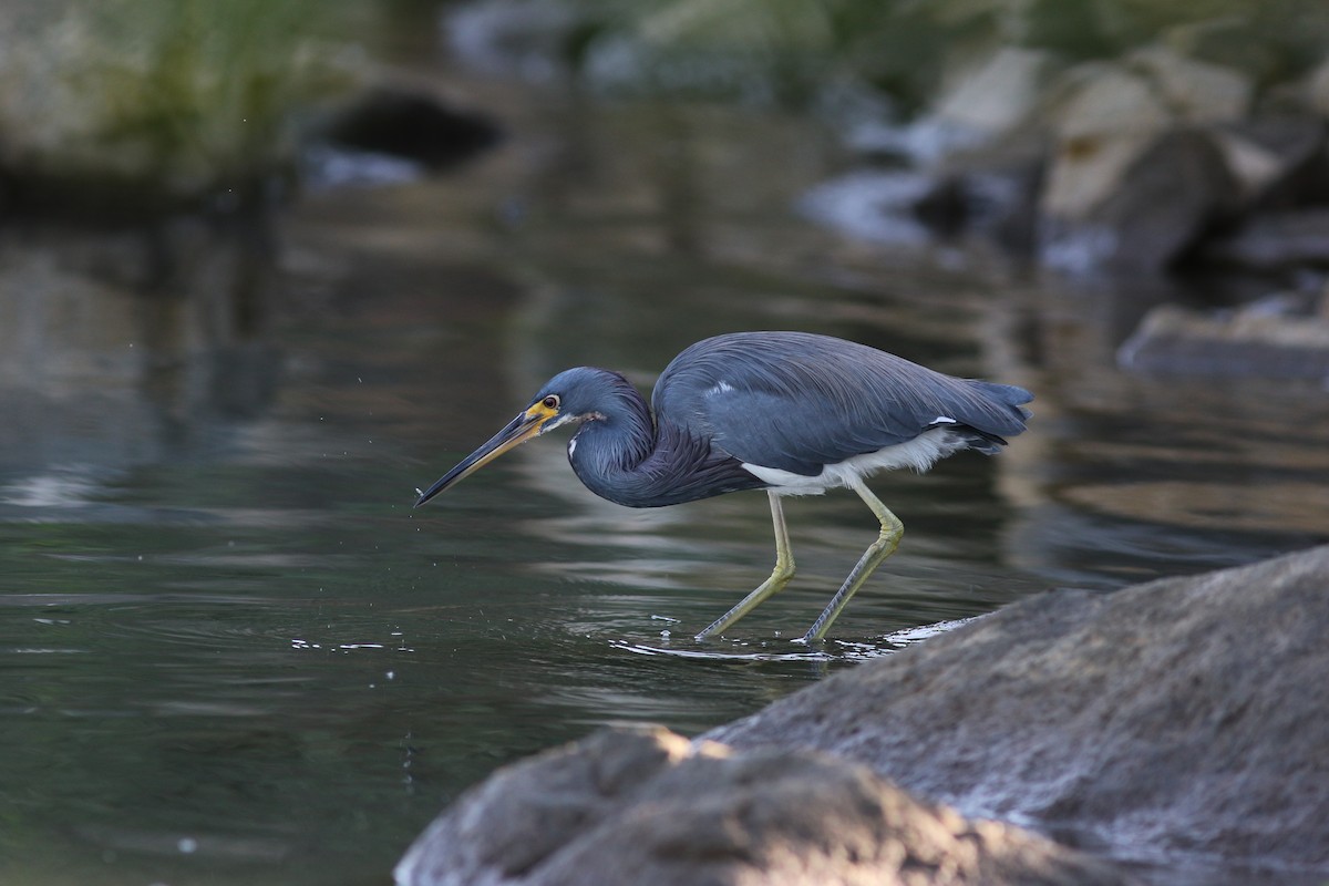 Tricolored Heron - Mark Patry