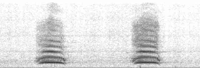 Corbeau à nuque blanche - ML13090