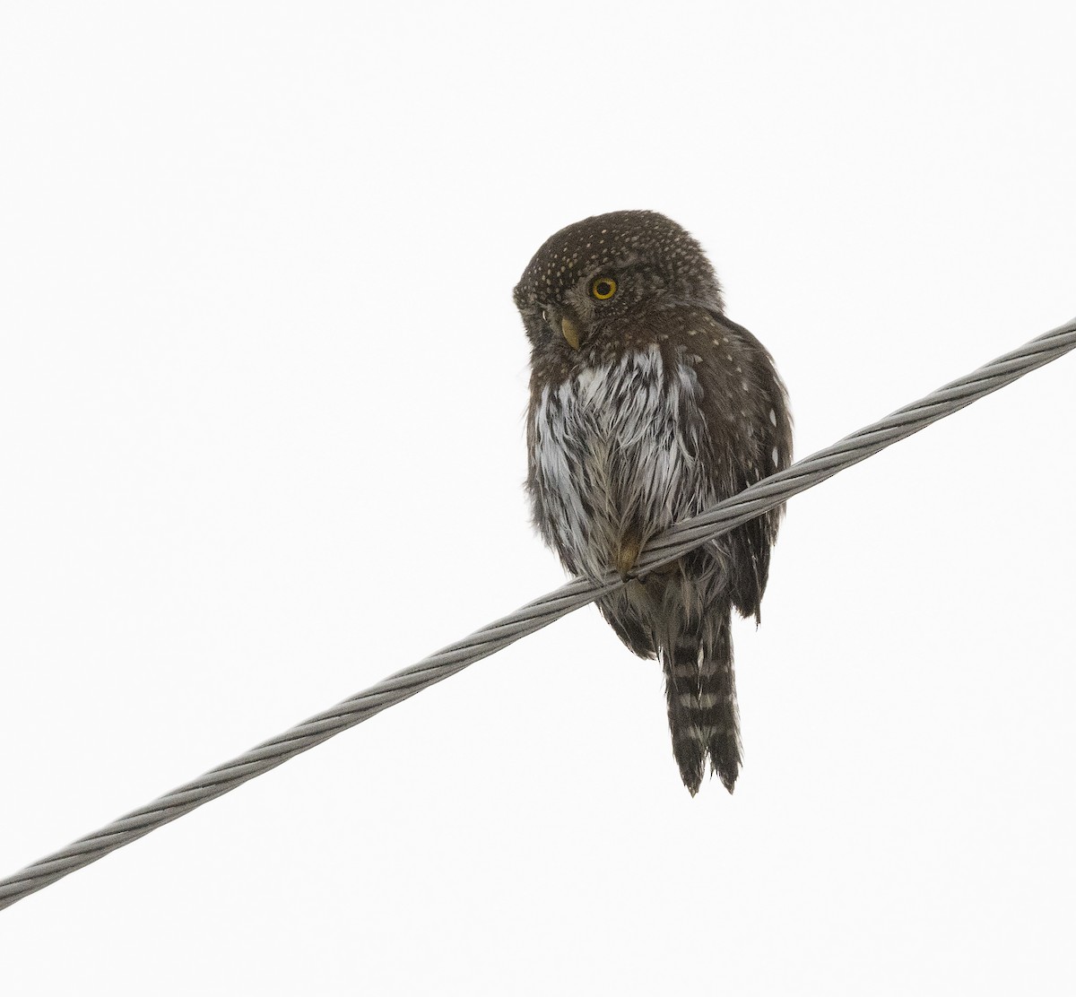 Northern Pygmy-Owl - ML130905771