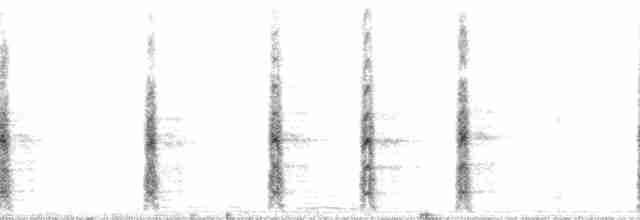 Goldstirnspecht (aurifrons) - ML130906