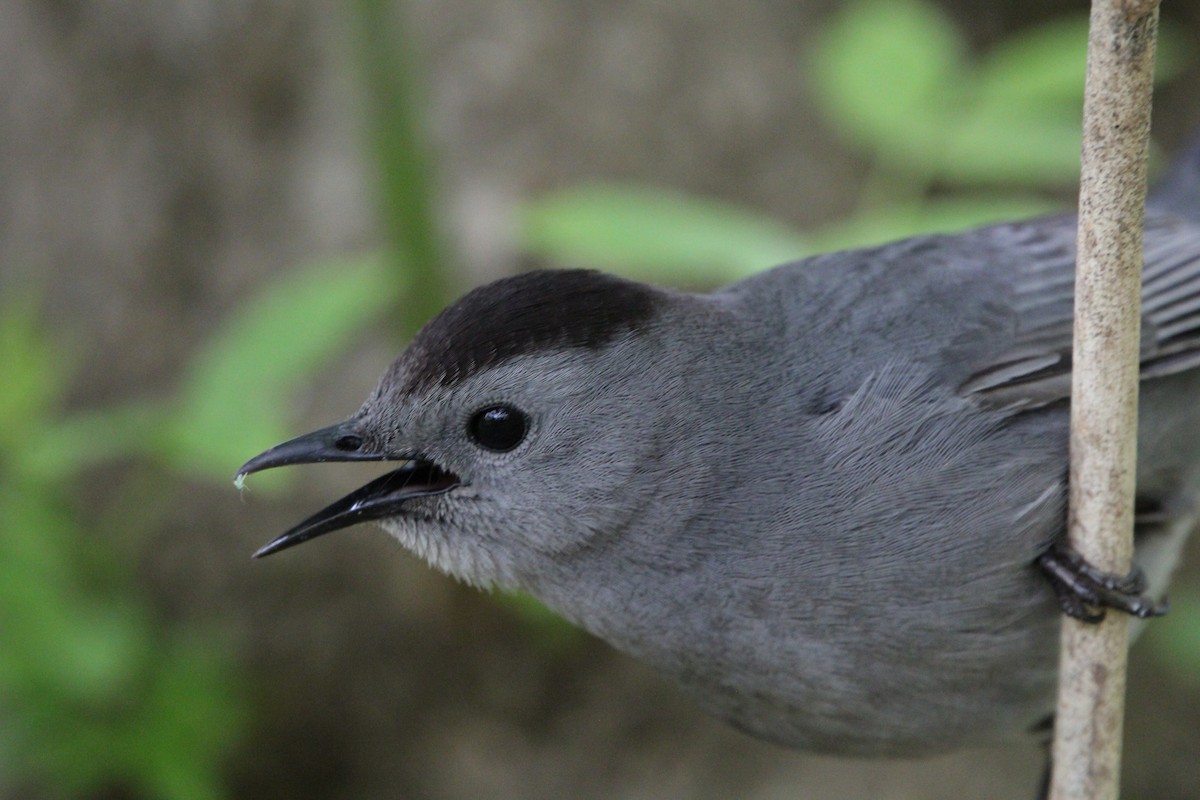Gray Catbird - Zebedee Muller