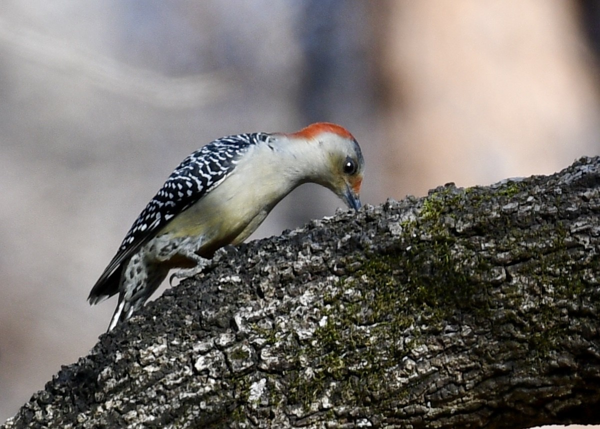 Red-bellied Woodpecker - ML130907091