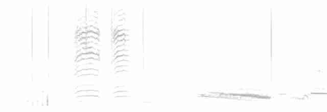 hvithodehonningskvett - ML130928231
