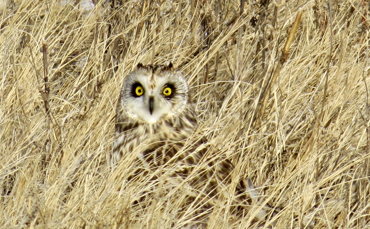 Short-eared Owl - Mike Hearell