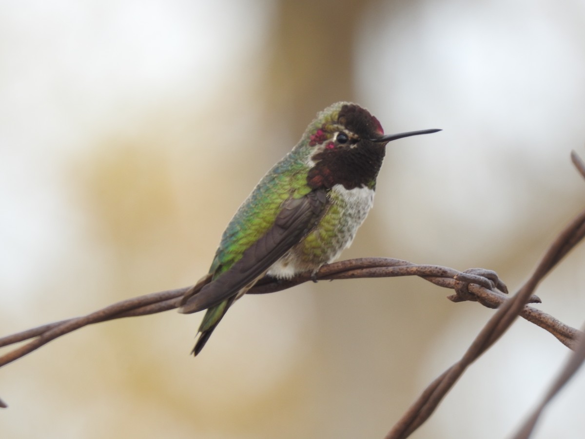 Anna's Hummingbird - ML130937751