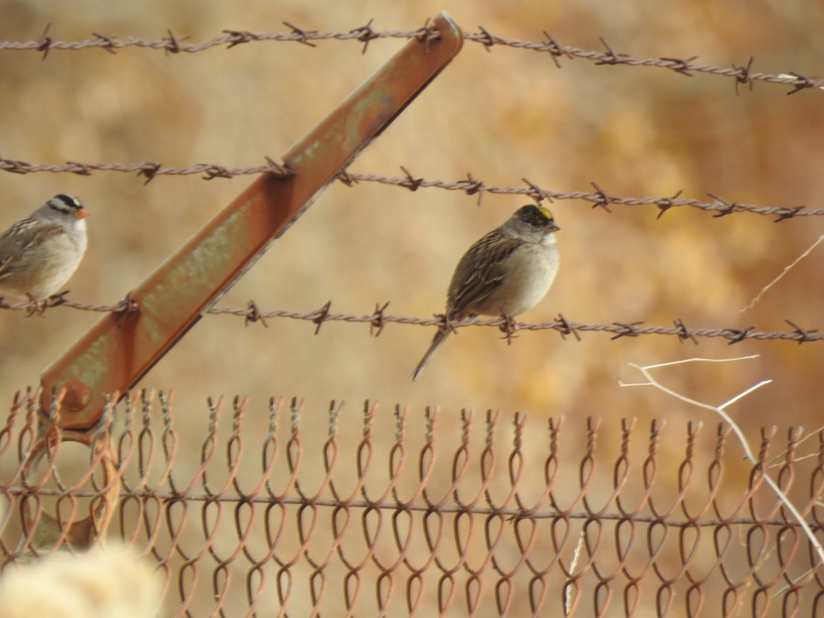 Golden-crowned Sparrow - Kimball Garrett