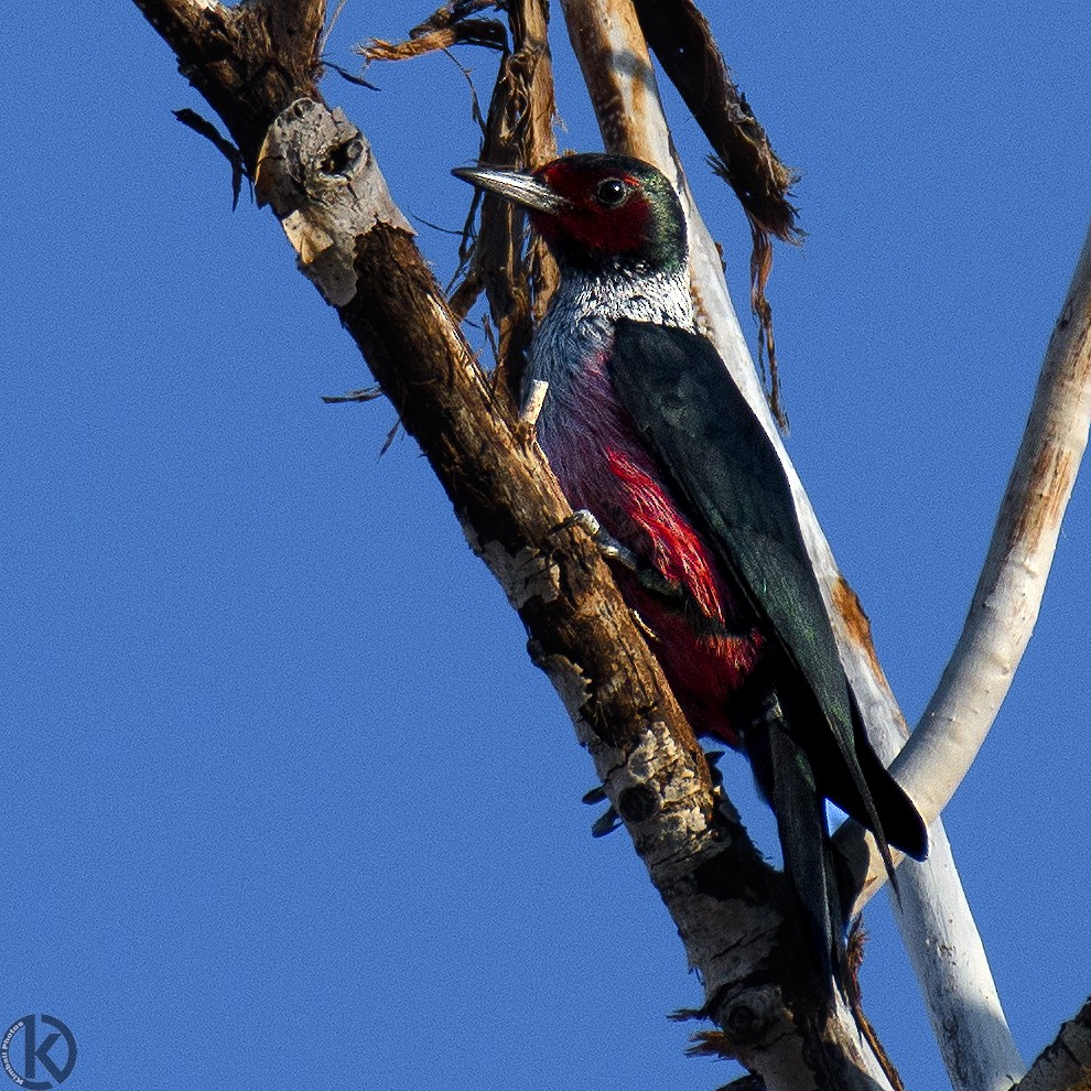 Lewis's Woodpecker - ML130939631