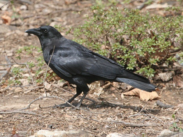American Crow - Vitalii Khustochka