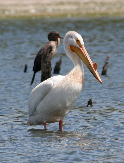 American White Pelican - Vitalii Khustochka