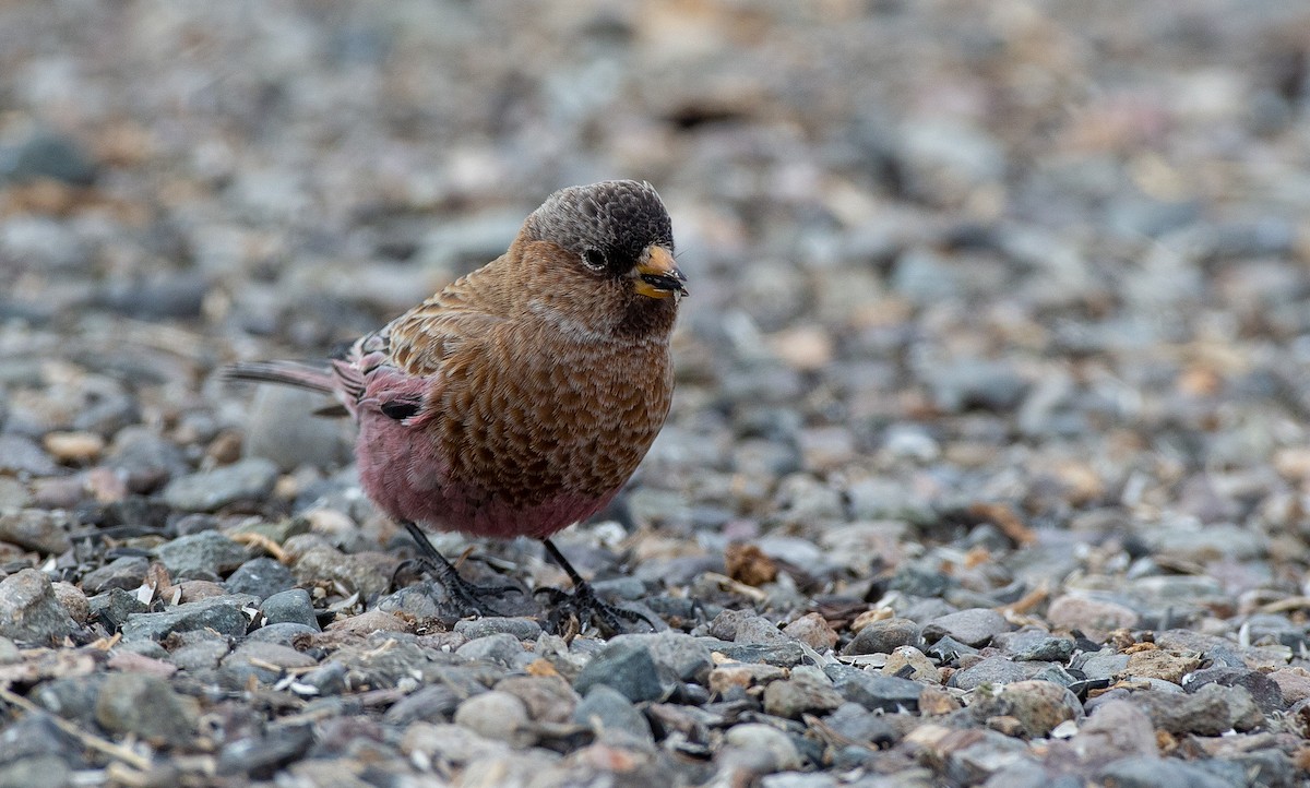 Brown-capped Rosy-Finch - ML130947261