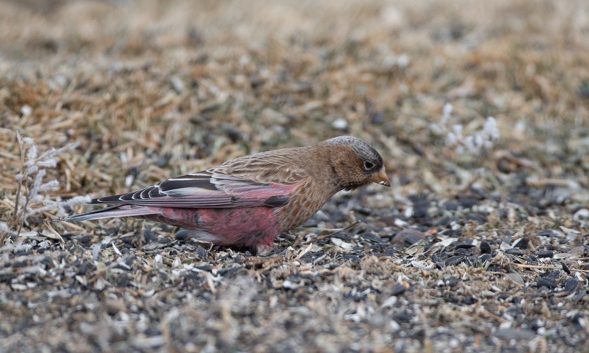 Brown-capped Rosy-Finch - ML130947391