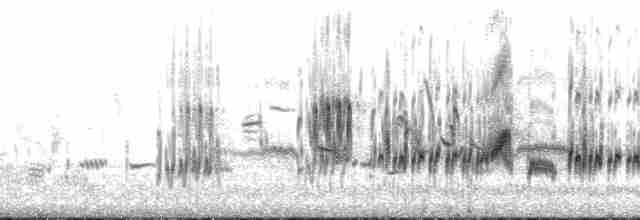 langnebbekkasinsnipe - ML130952