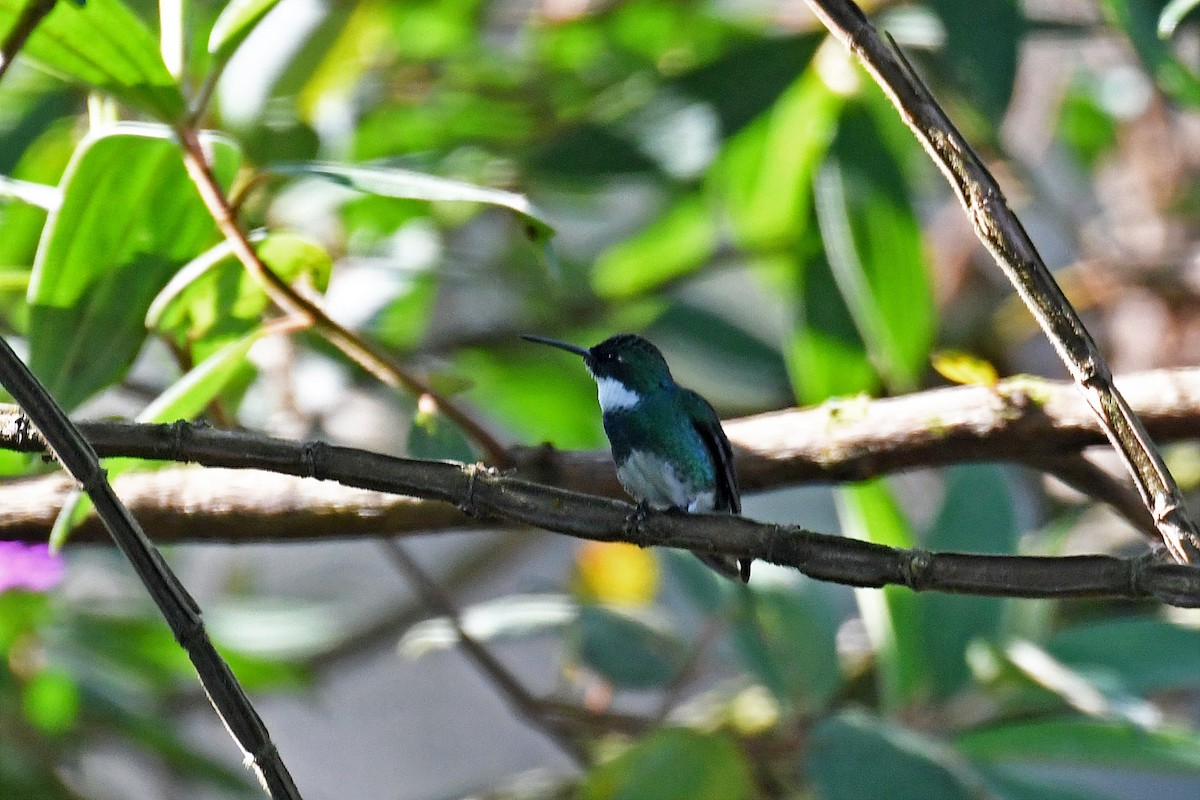 White-throated Hummingbird - ML130952911