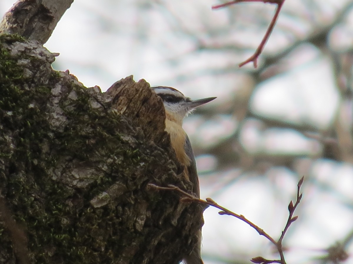Red-breasted Nuthatch - ML130953071