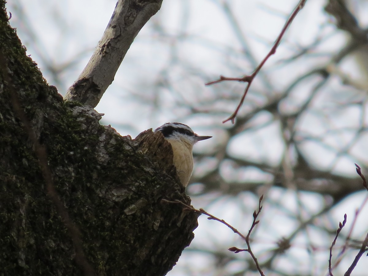 Red-breasted Nuthatch - ML130953081