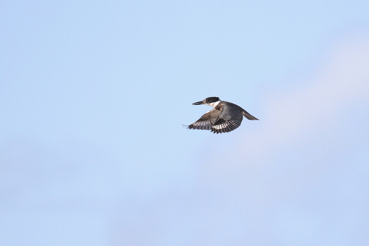 Belted Kingfisher - ML130956171