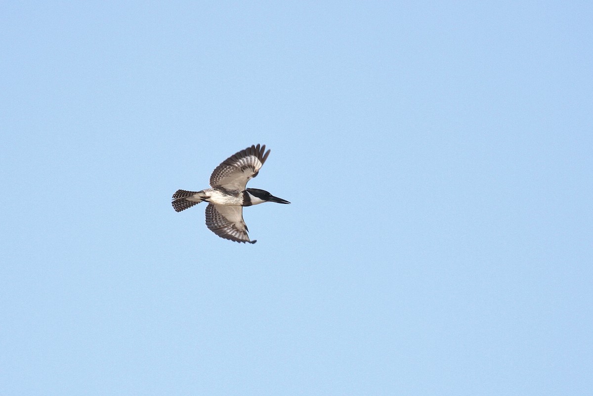 Belted Kingfisher - ML130956191