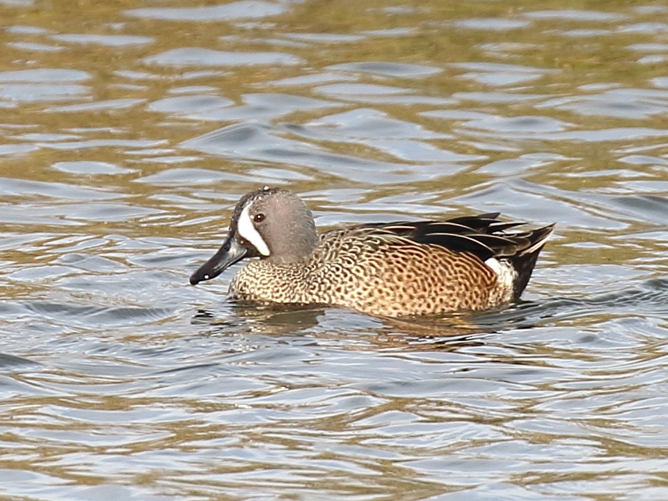 Blue-winged Teal - ML130957031