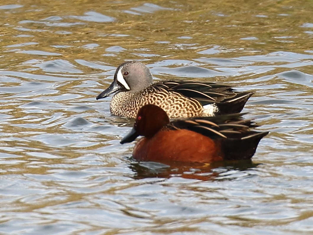 Blue-winged Teal - ML130957071