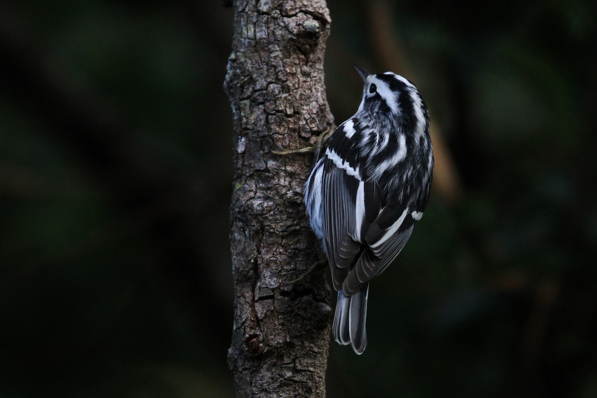 Black-and-white Warbler - ML130957501