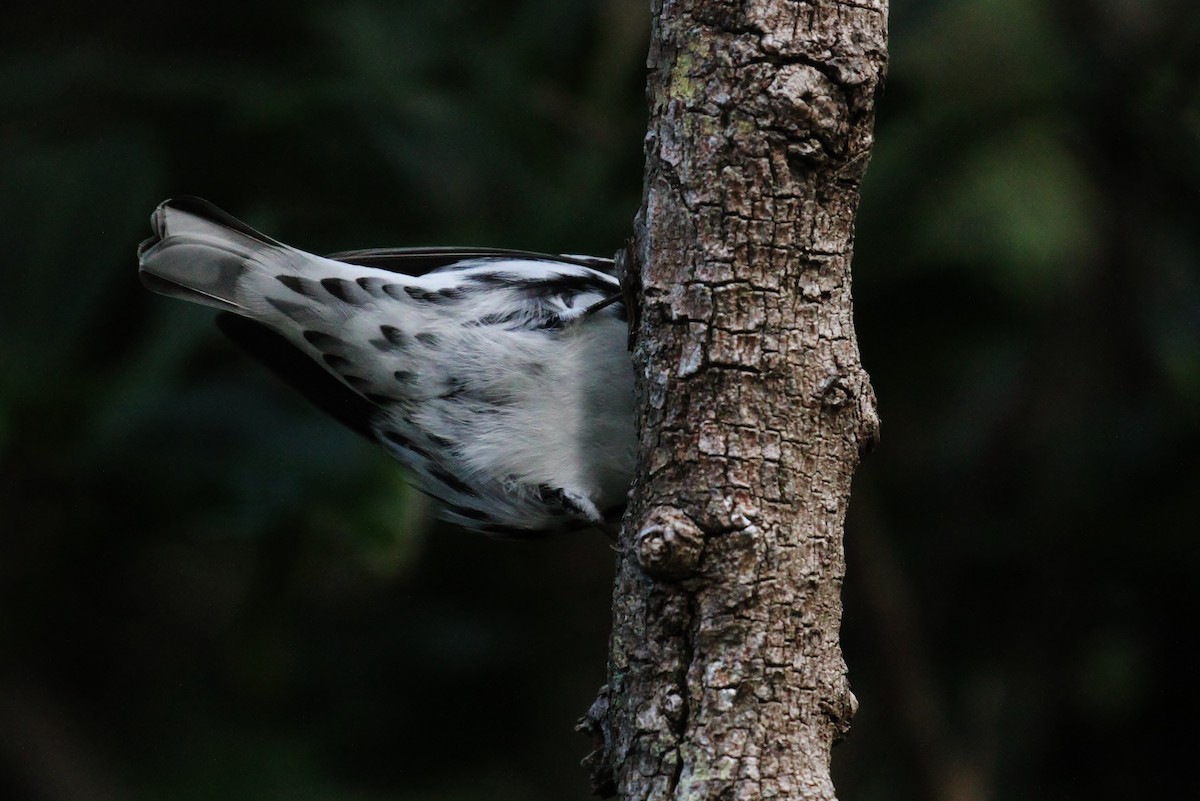 Black-and-white Warbler - ML130957521