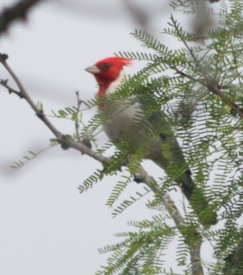 Red-crested Cardinal - ML130964741