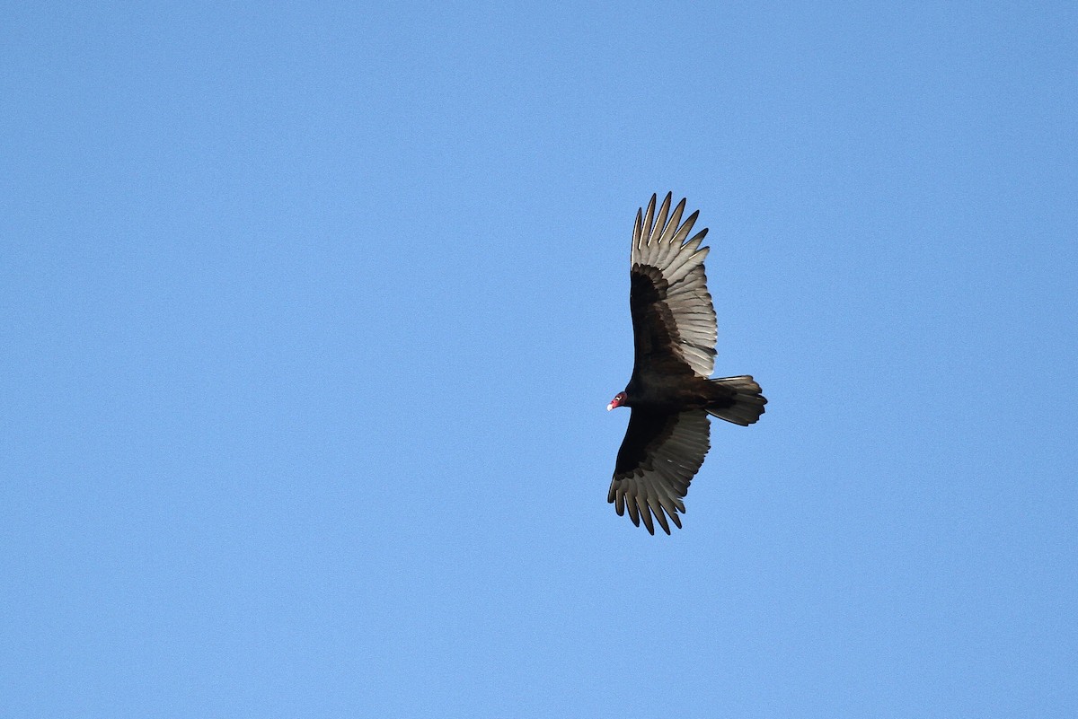 Turkey Vulture - ML130964961