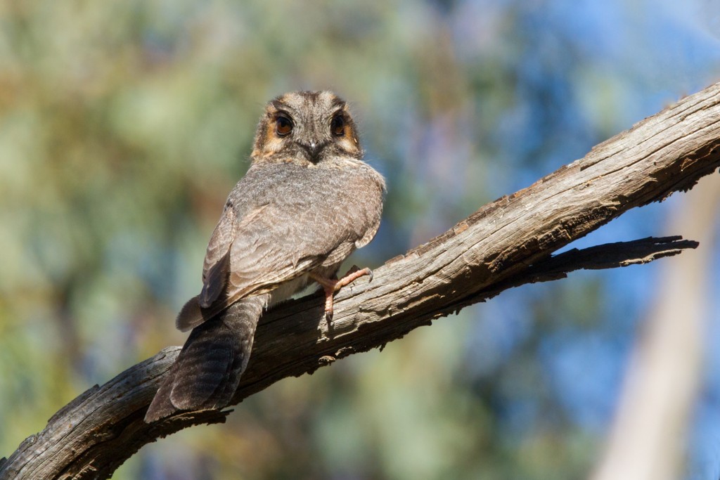 Australian Owlet-nightjar - Ilya Povalyaev
