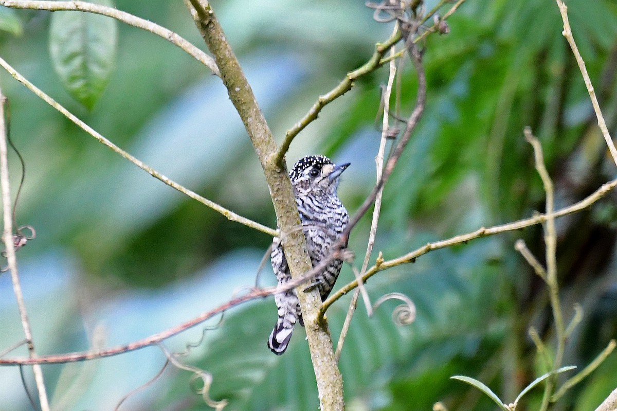White-barred Piculet - ML130967411