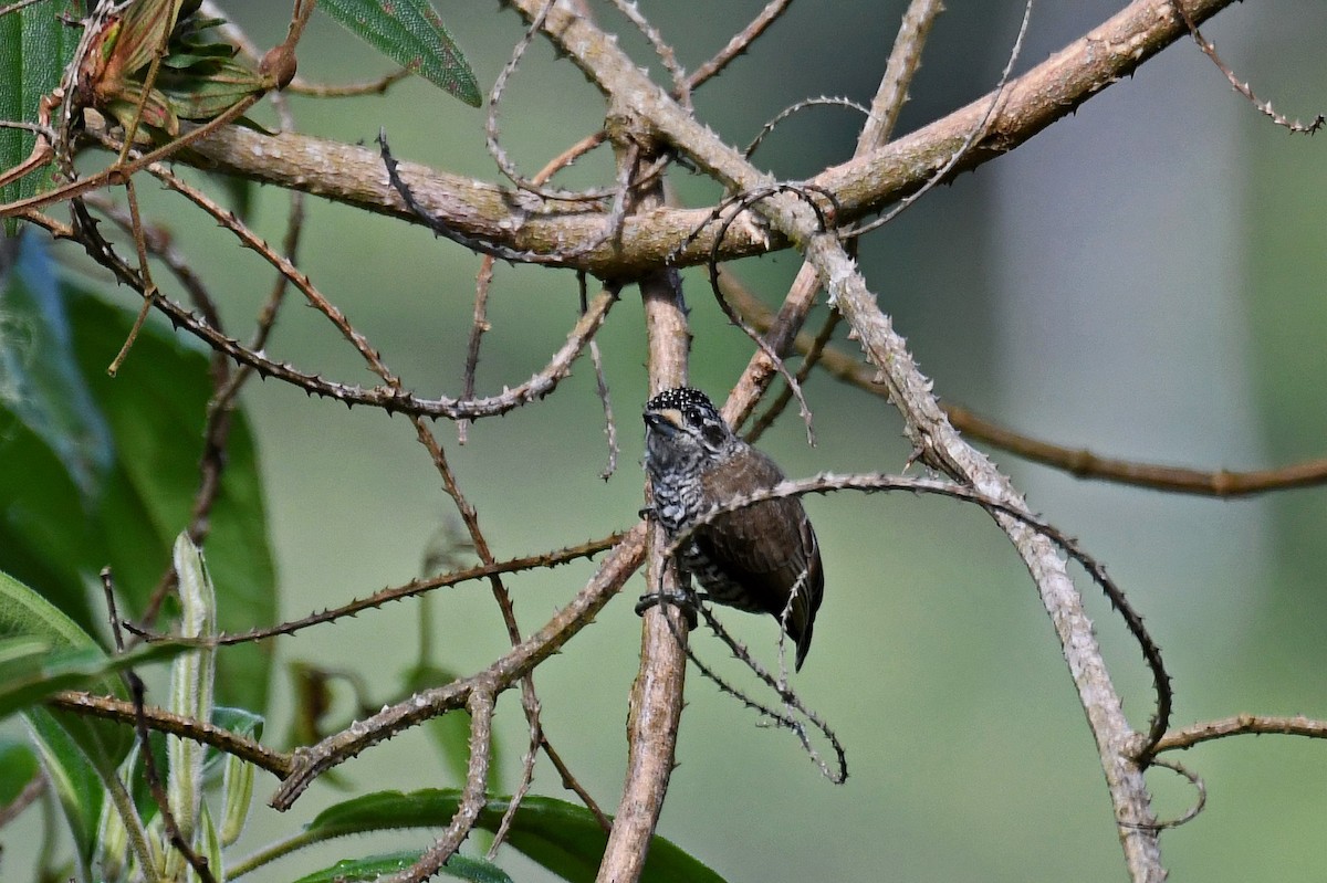 White-barred Piculet - ML130967451