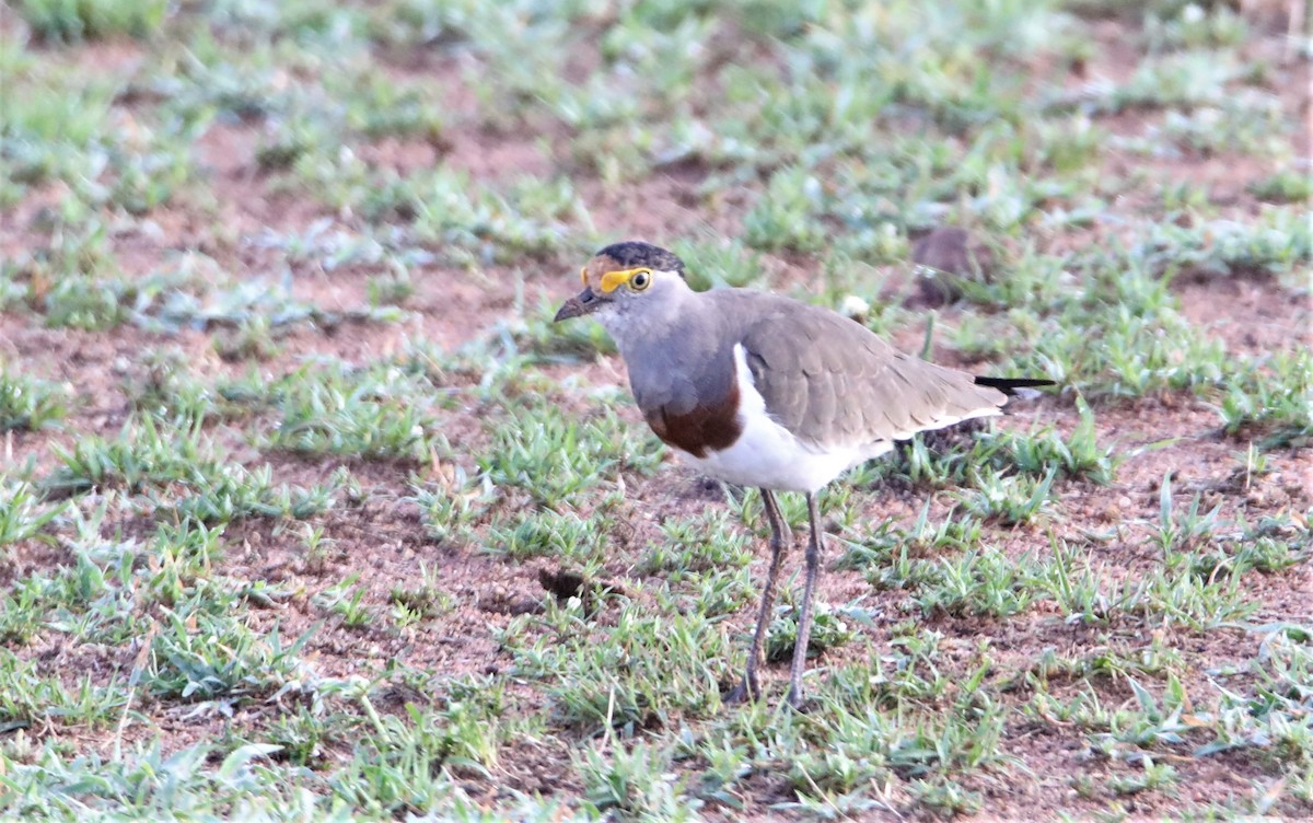 Brown-chested Lapwing - ML130967631