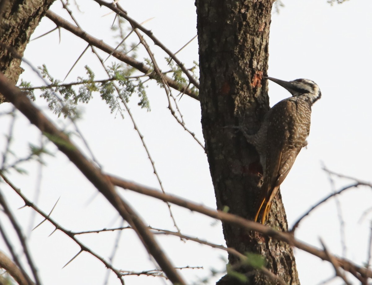 Bearded Woodpecker - ML130968551