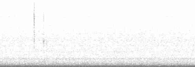 vrána černobílá - ML13097
