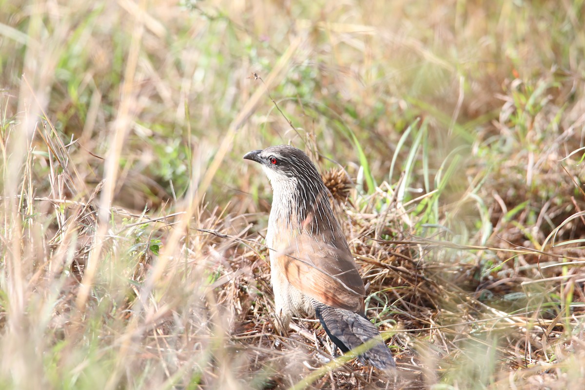 White-browed Coucal - ML130970161