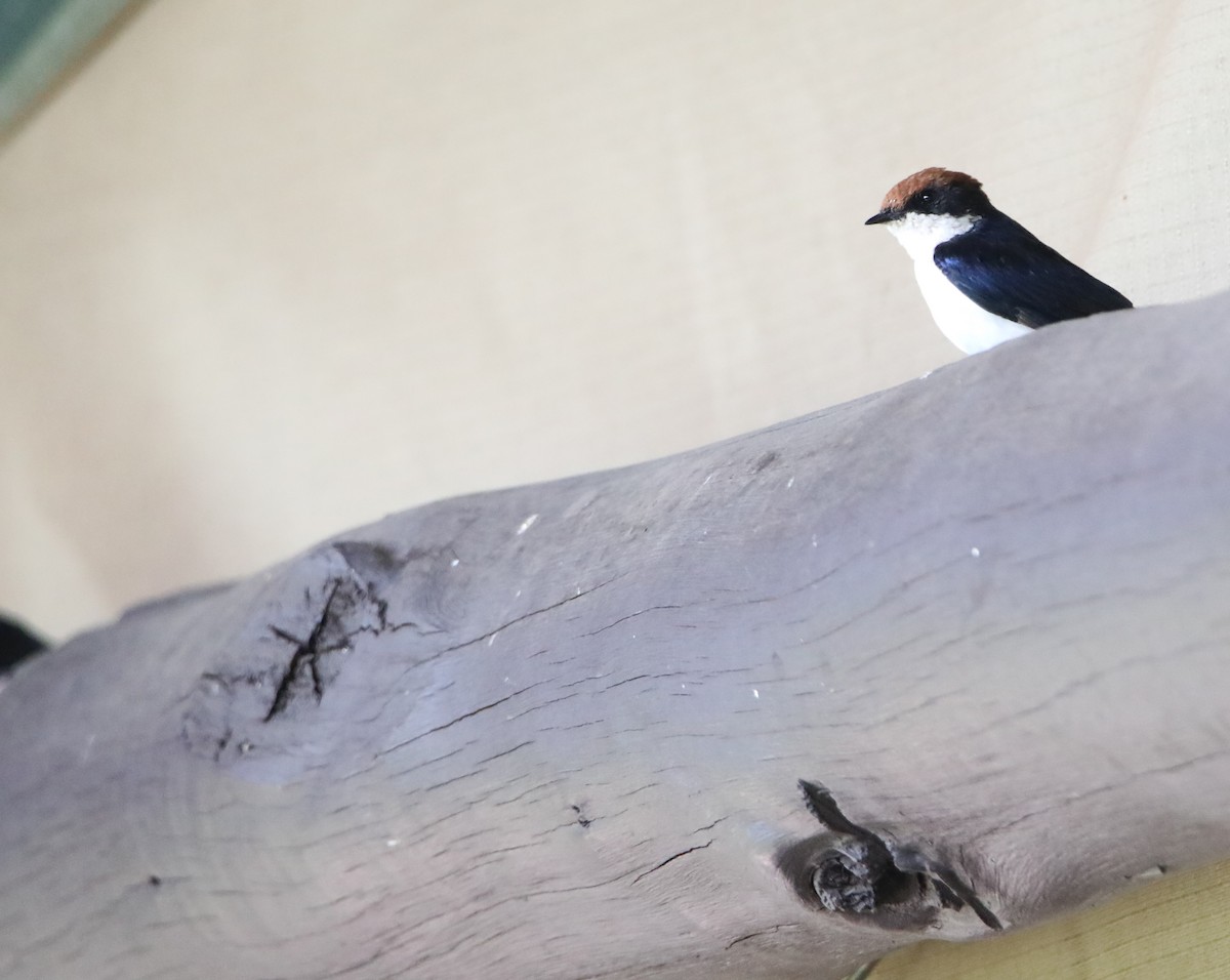 Wire-tailed Swallow - ML130970501